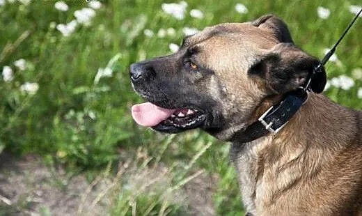 TIGRA - śliczna sunia w typie Amstaffa, łódzkie Ł