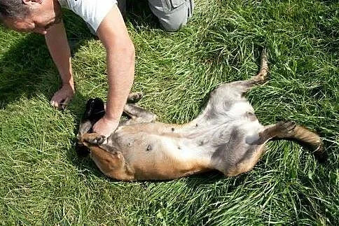 TIGRA - śliczna sunia w typie Amstaffa,  łódzkie Ł