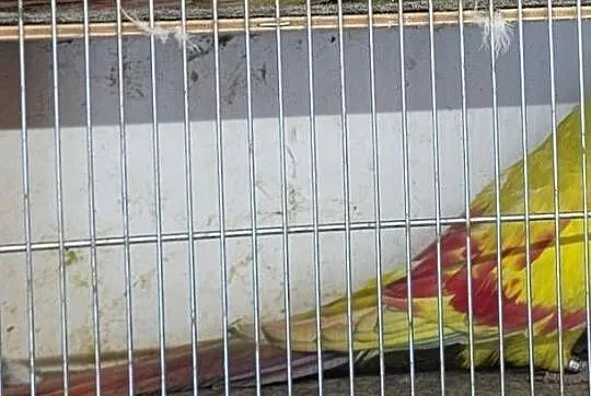 Sprzedam samca z DNA górskich pasteli 2025r, Małopolskie, Nowy Sącz