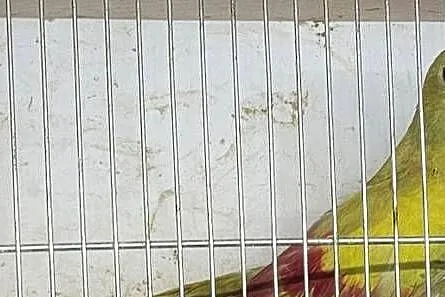 Sprzedam samca z DNA górskich pasteli 2025r, Małopolskie, Nowy Sącz