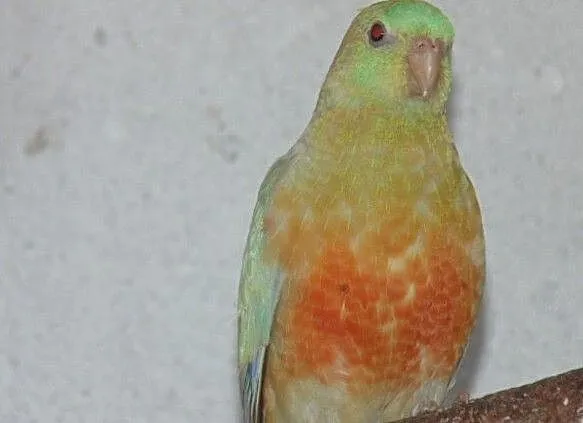 swiergotka orange 2,0, Śląskie, Racibórz