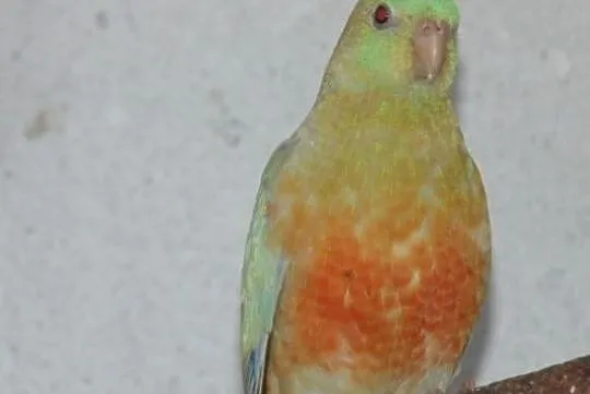 swiergotka orange 2,0, Śląskie, Racibórz