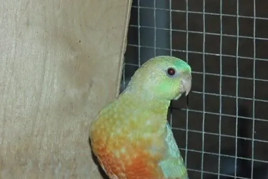 swiergotka orange 2,0, Śląskie, Racibórz