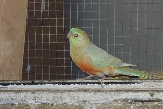 swiergotka orange 2,0, Śląskie, Racibórz