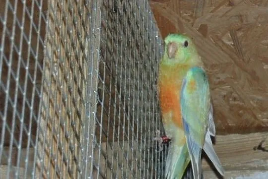 swiergotka orange 2,0, Śląskie, Racibórz