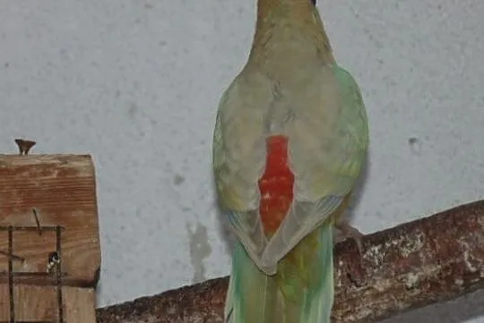 swiergotka orange 2,0, Śląskie, Racibórz