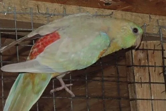 swiergotka orange 2,0, Śląskie, Racibórz