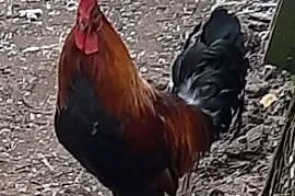 Roczny kogut zielononóżka