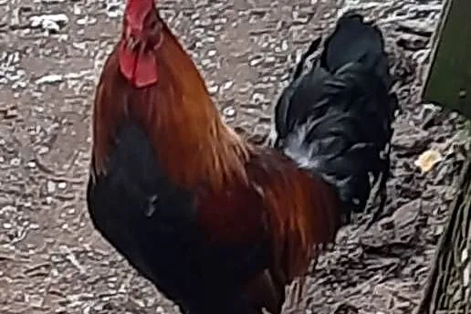Roczny kogut zielononóżka