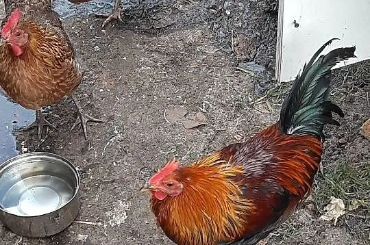 Roczny kogut zielononóżka, Warmińsko-mazurskie, Morąg