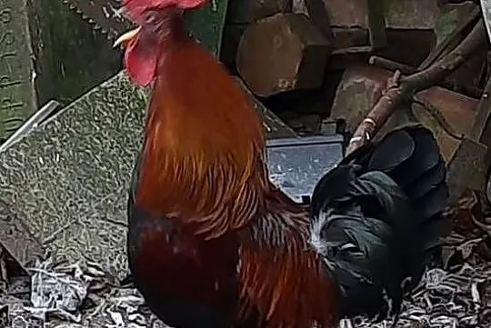 Roczny kogut zielononóżka, Warmińsko-mazurskie, Morąg