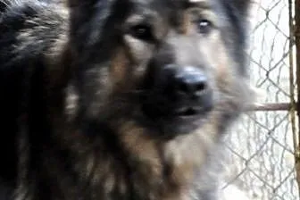 TIARA - suczka znaleziona w lesie szuka odpowiedzialnego właściciela,  małopolskie Kraków