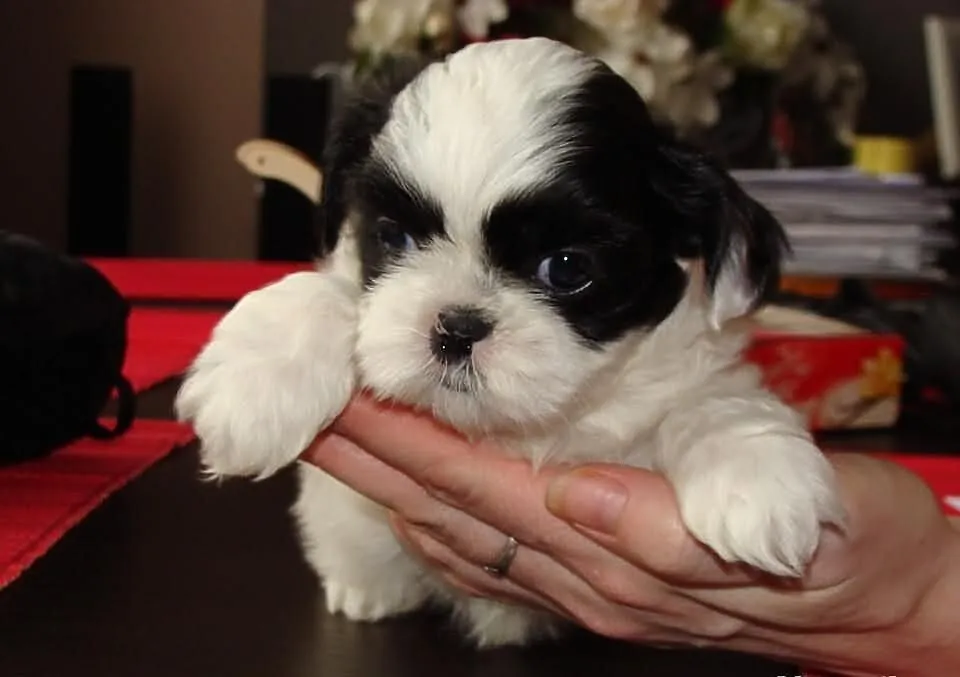 Shih tzu
