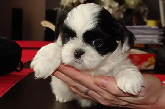 Shih tzu