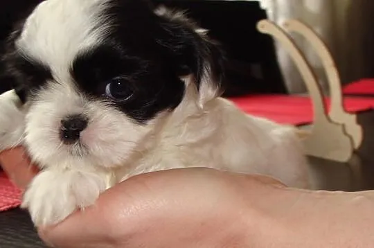 Shih tzu
