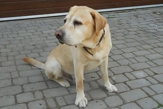 Biszkoptowy labrador Nero szuka domu