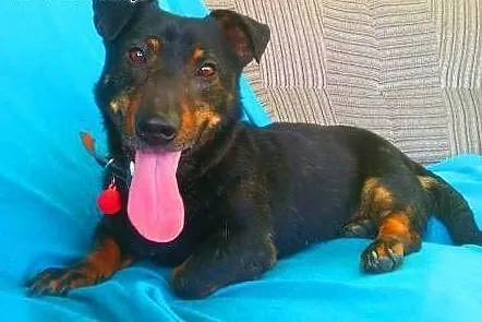 GAMBI - śmieszny, kochany psiak, mix jamnika z buldogiem; do adopcji,  małopolskie Kraków, Małopolskie, Kraków