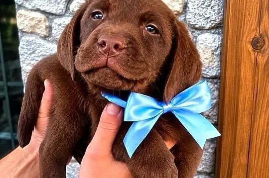 Labrador Retriever Piesek nr2 po ojcu pochodzenia FCI, Łódzkie, Piotrków Trybunalski