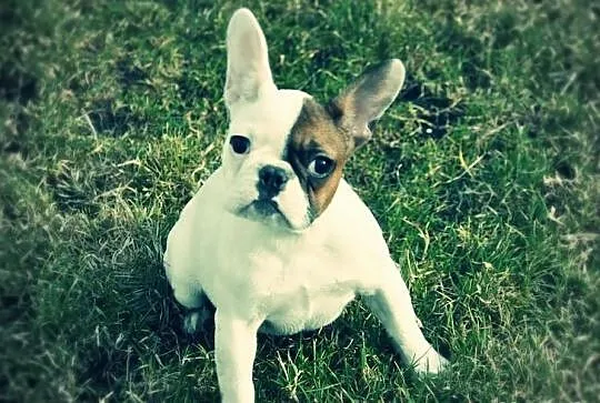 Buldog Francuski wspaniała sunia z rodowodem ZKwP!