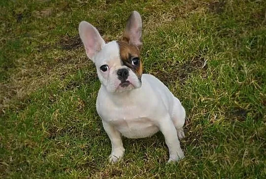 Buldog Francuski wspaniała sunia z rodowodem ZKwP!