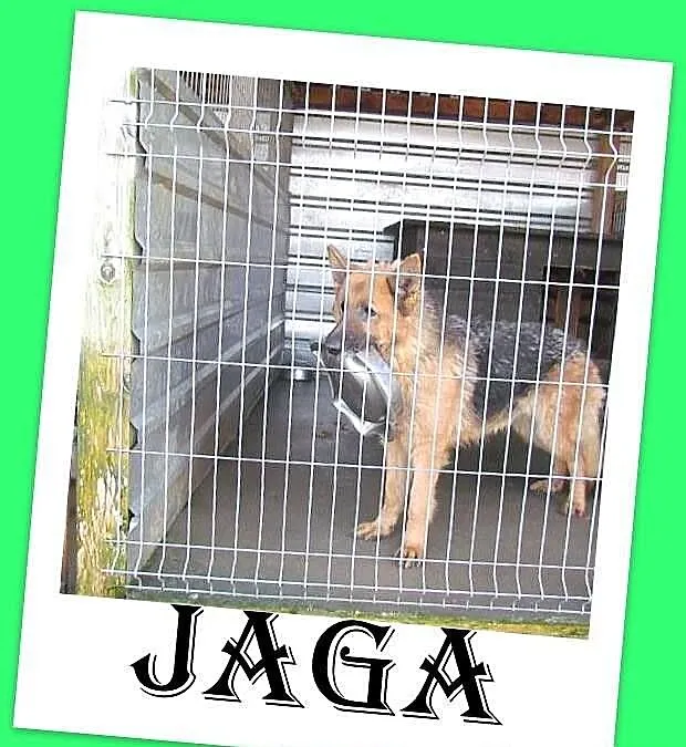 Jaga - schroniskowa owczarka szuka napełniacza mic