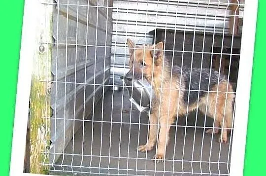 Jaga - schroniskowa owczarka szuka napełniacza mic
