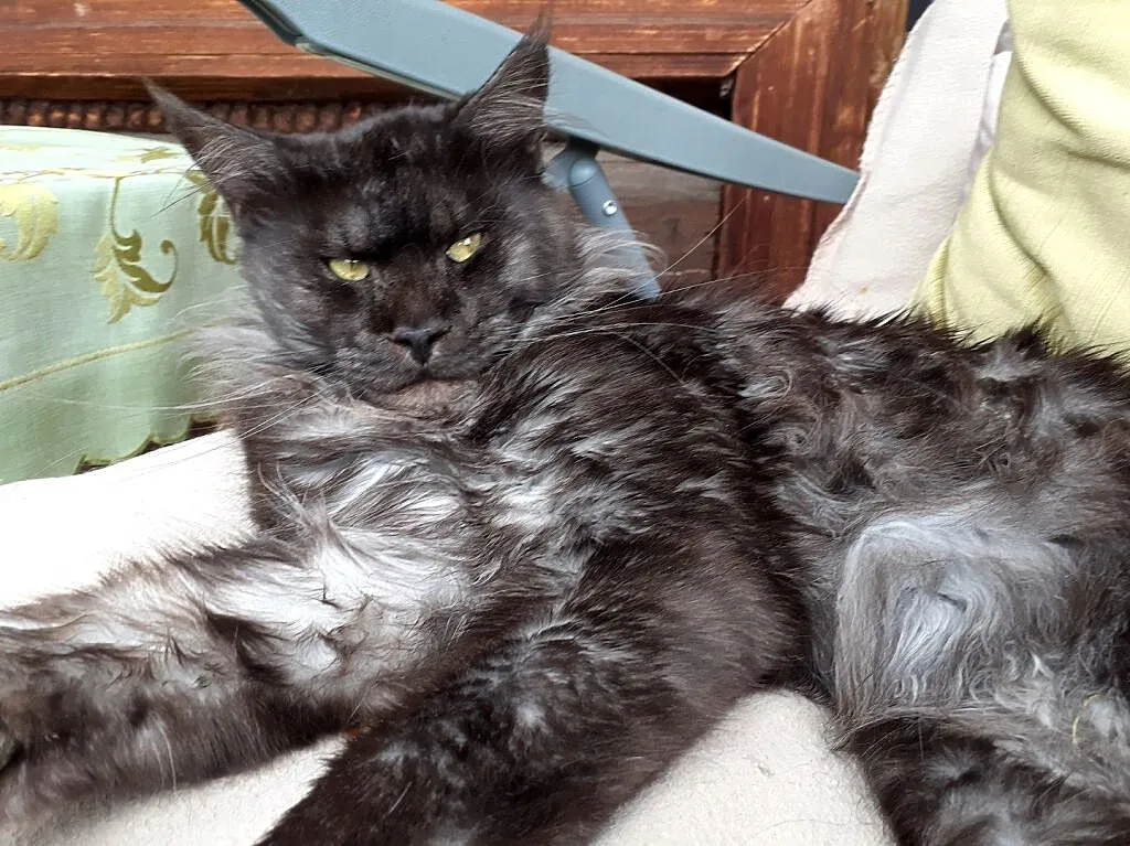 Kocięta Maine Coon wielkie koty, Małopolskie, Kraków
