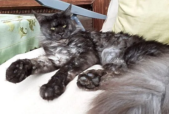Kocięta Maine Coon wielkie koty, Małopolskie, Kraków