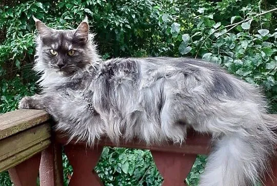 Kocięta Maine Coon wielkie koty, Małopolskie, Kraków