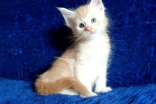 Kocięta Maine Coon wielkie koty, Małopolskie, Kraków