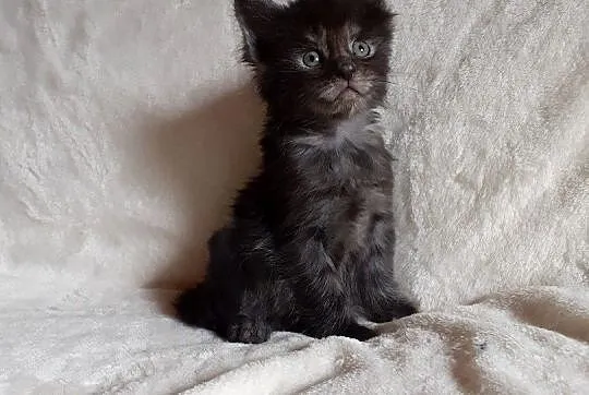 Kocięta Maine Coon wielkie koty, Małopolskie, Kraków