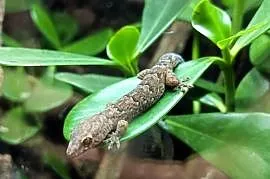 Bavayia geitaina