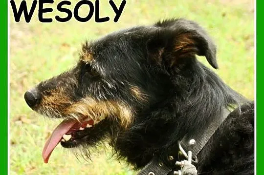 1,5 roku,15 kg,towarzyski,radosny,przesympatyczny psiak WESOŁY_Adopcja