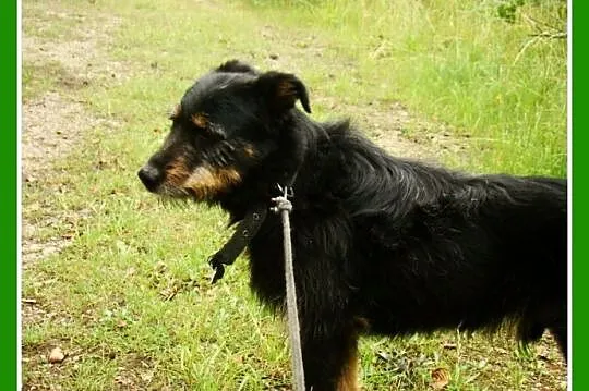 1,5 roku,15 kg,towarzyski,radosny,przesympatyczny 