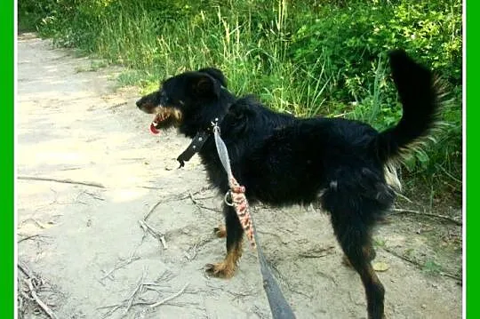 1,5 roku,15 kg,towarzyski,radosny,przesympatyczny 