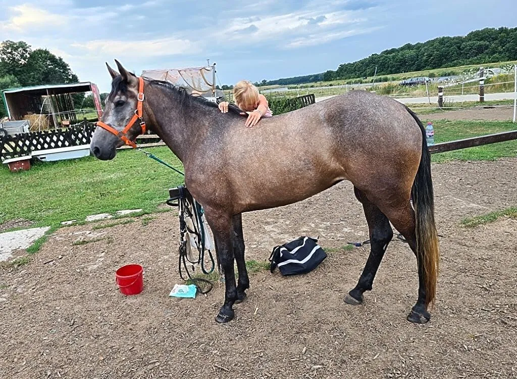 3,5 letnia klacz, 154cm, , Wrocław