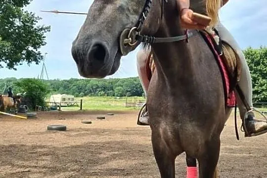3,5 letnia klacz, 154cm, , Wrocław