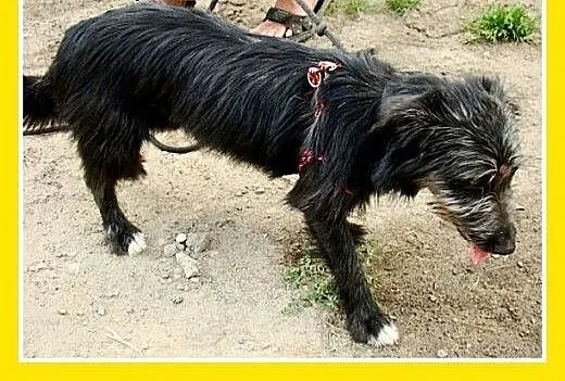 Jamnik,sznaucer mix,6 kg,łagodna suczka FLORKA, m