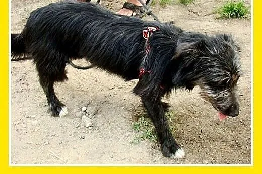 Jamnik,sznaucer mix,6 kg,łagodna suczka FLORKA,  m