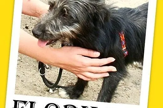 Jamnik,sznaucer mix,6 kg,łagodna suczka FLORKA,  m