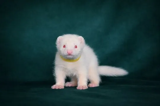 Ferrets looking their forever home, 3 males and 1 female