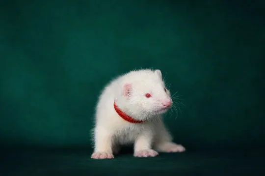Ferrets looking their forever home, 3 males and 1 female, , Warszawka