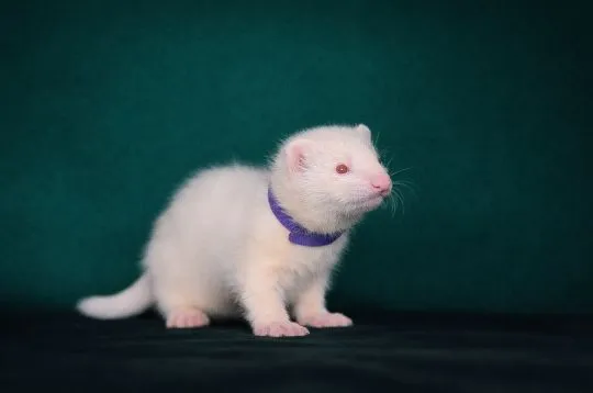Ferrets looking their forever home, 3 males and 1 female, , Warszawka