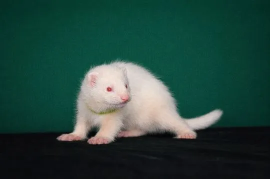 Ferrets looking their forever home, 3 males and 1 female, , Warszawka