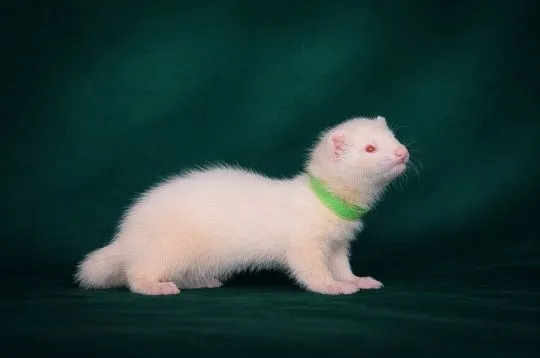 Ferrets looking their forever home, 3 males and 1 female, , Warszawka