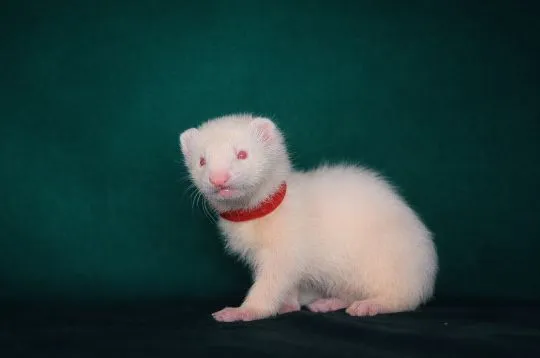 Ferrets looking their forever home, 3 males and 1 female, , Warszawka
