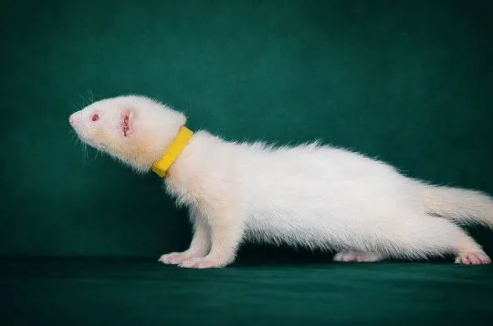 Ferrets looking their forever home, 3 males and 1 female, , Warszawka