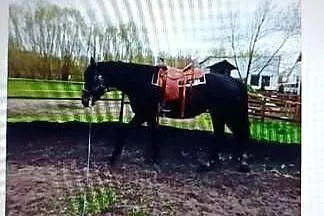 Klacz orchidea, Lubuskie, Przytoczna