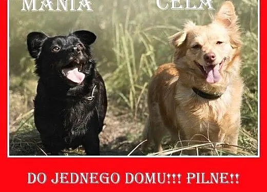 Wspólny dom,małe,kanapowe suczki straciły Panią. P