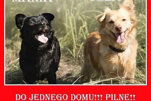 Wspólny dom,małe,kanapowe suczki straciły Panią. P